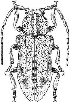 Pterolophosoma otiliae Vitali, 2006 Reconstruction