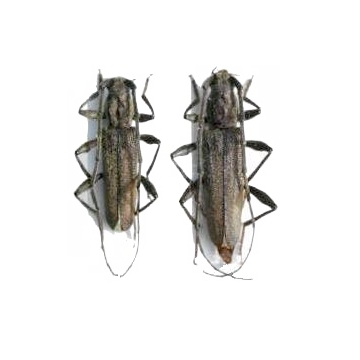 Icosium tomentosum atticum