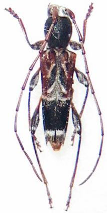 Anaglyptus (Anaglyptus) arakawae