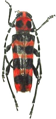 Anaglyptus (Akajimatora) bellus