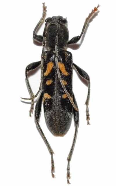 Anaglyptus (Anaglyptus) luteofasciatus