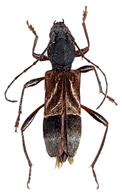 Cyrtophorus verrucosus