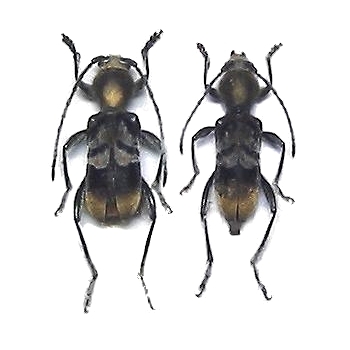 Hirticlytus comosus