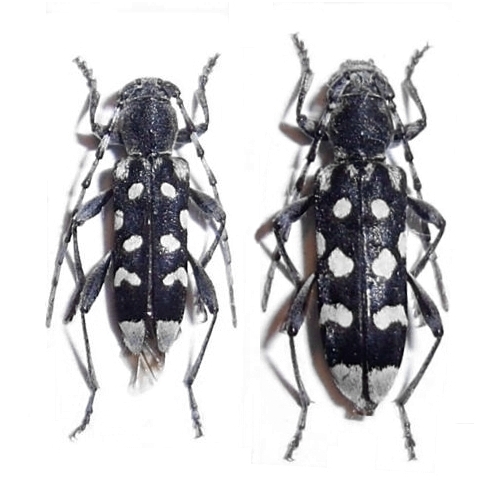 Paraclytus sexguttatus