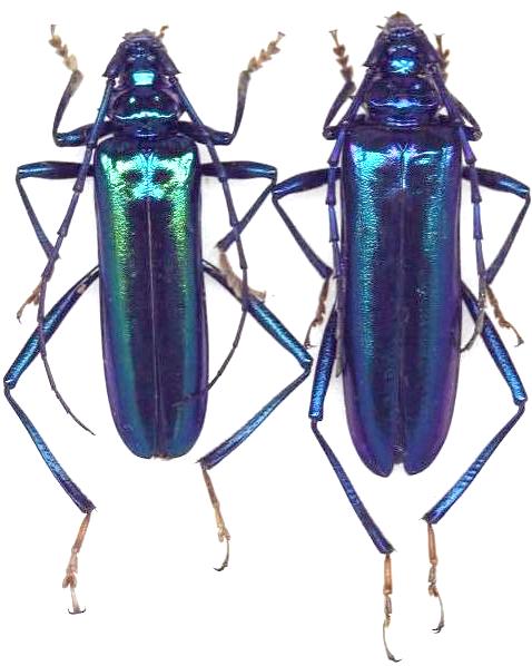 Aphrodisium (Aphrodisium) cantori