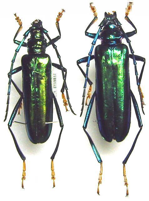 Aphrodisium (Aphrodisium) cantori