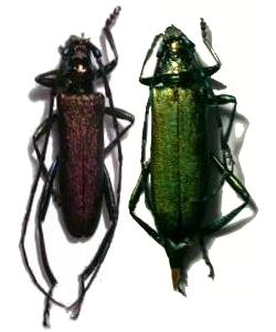 Aromia moschata moschata