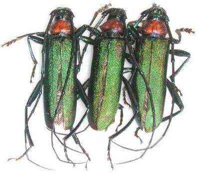 Aromia moschata orientalis