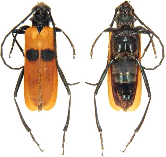 Cataphrodisium rubripenne