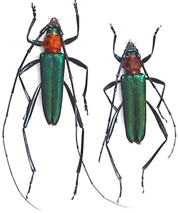 Chloridolum sieversi