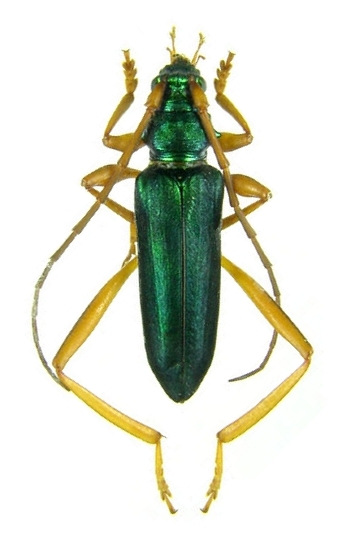 Chromalizus (Callichromalizus) fragrans fragrans