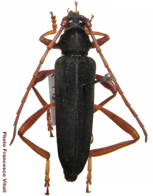 Conamblys caesarius 