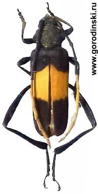 Embrikstrandia bimaculata 