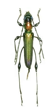 Euporus torquatus strangulatus 