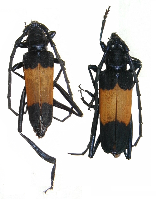 Gestriana pubemaculata