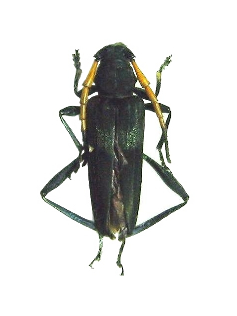 Niraeus tricolor