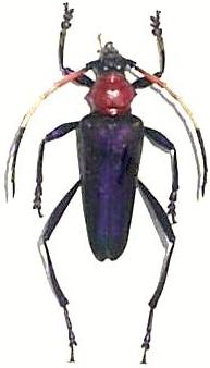 Pachyteria kurosawai