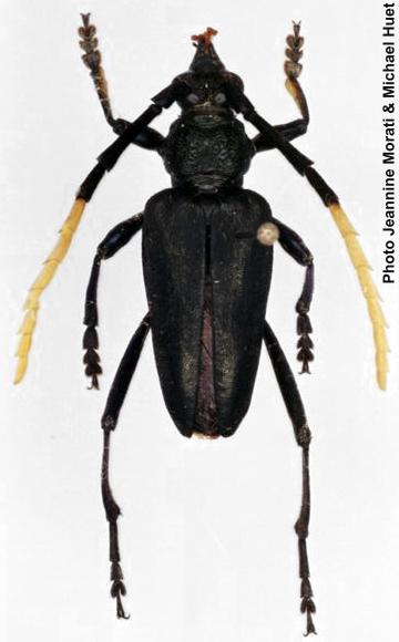 Pachyteria nigra