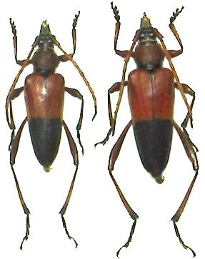Pachyteria semiplicata