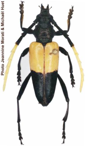 Pachyteria sumatrana