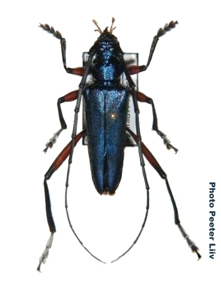 Philematium virens sansibaricum 