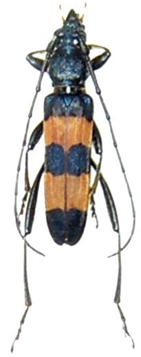 Polyzonus (Polyzonides) obtusus