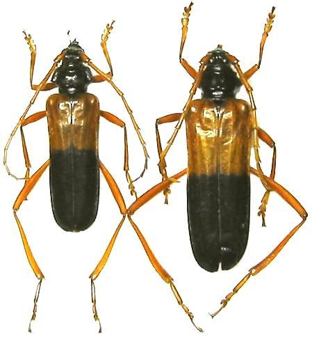 Schmidtiana violaceothoracica