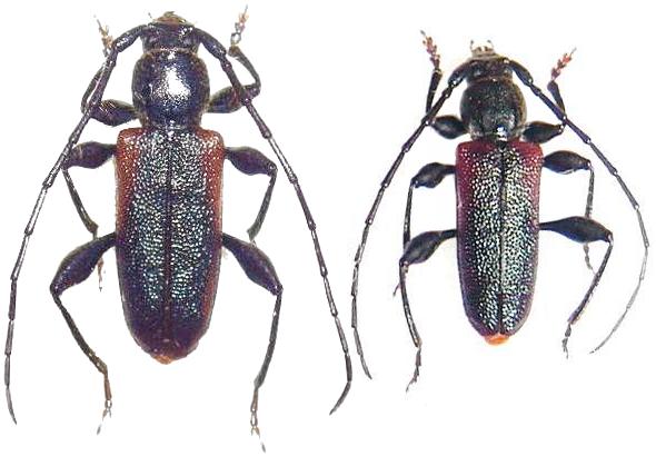 Cerambycinae Callidiini Callidiellum rufipenne" - Worldwide ...