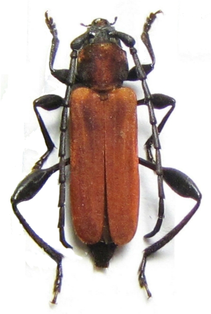 Oupyrrhidium cinnaberinum 