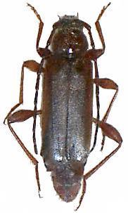 Phymatodes (Phymatodes) testaceus