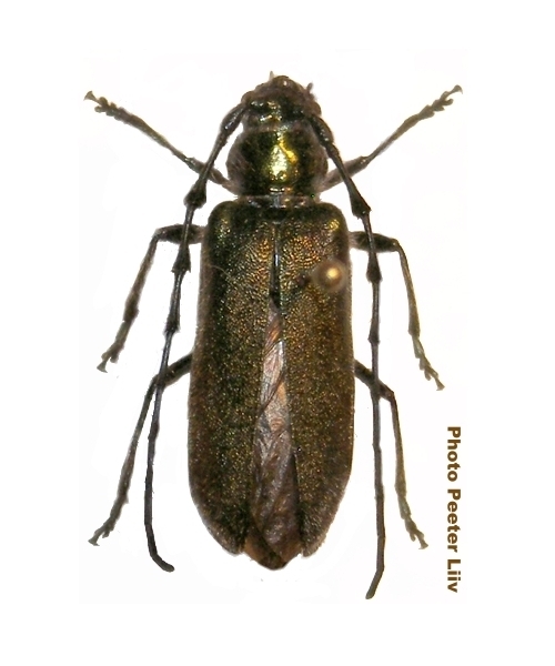 Pseudocallidium obscuriaeneum