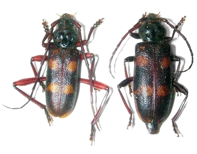 Semanotus japonicus
