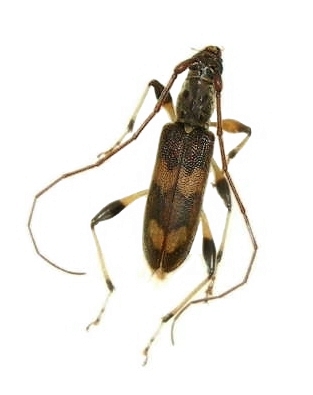 Araespor quinquepustulatus