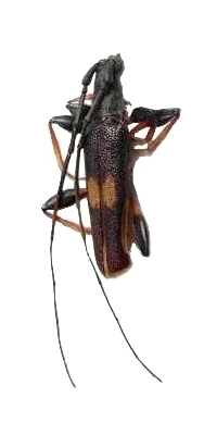 Arrhythmus rugosipennis 