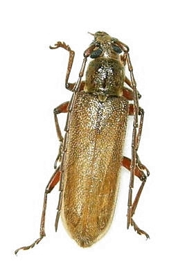 Ceresium unicolor Ceresium unicolor