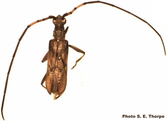 Didymocantha obliqua 