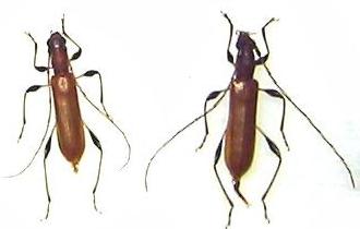 Stenodryas clavigera