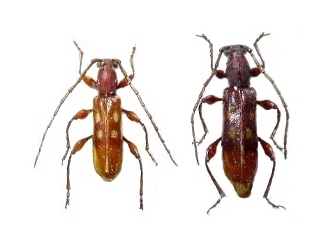 Stenygrinum quadrinotatum