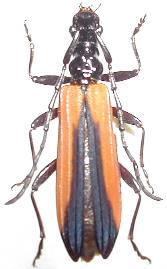 Stenoderus suturalis