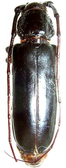 Butherium erythropus