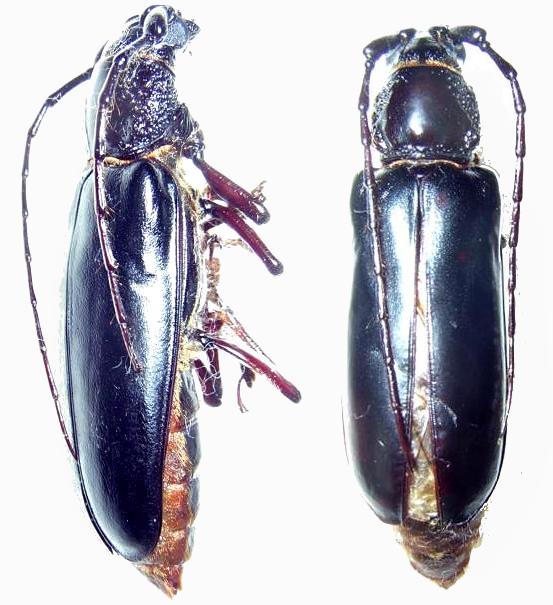 Butherium erythropus