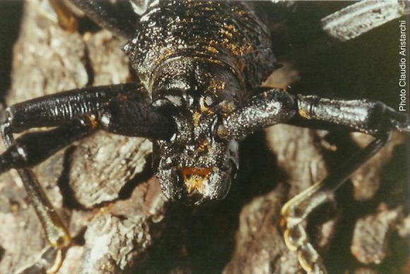 Cerambyx (Cerambyx) cerdo