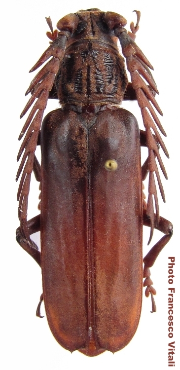 Lateropalus pascoei