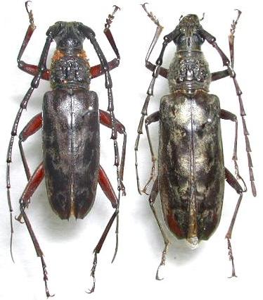 Hoplocerambyx spinicornis