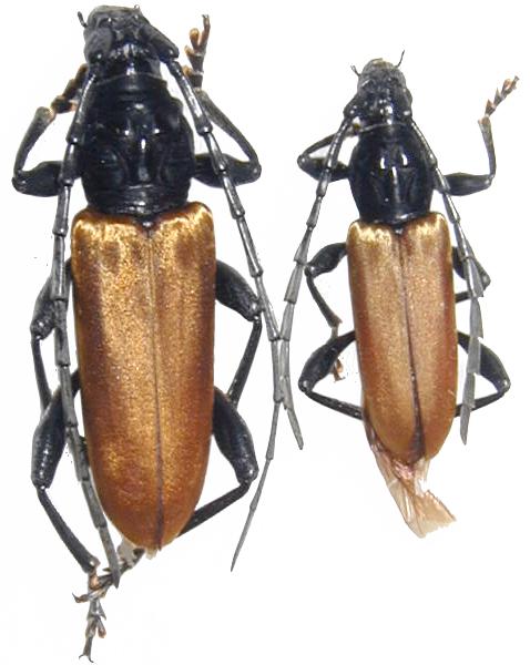 Lachnopterus auripennis