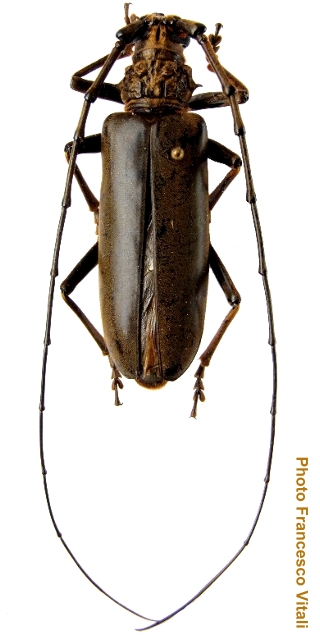 Nadezhdiella fulvopubens
