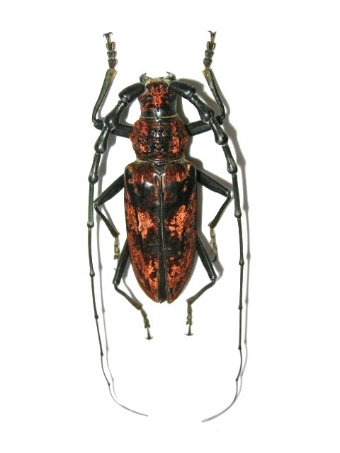 Hemadius oenochrous