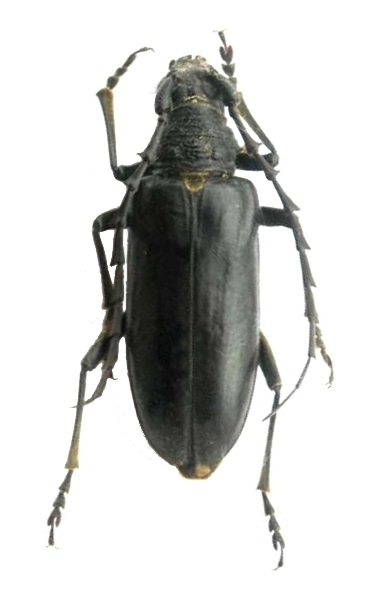 Neoplocaederus scapularis 