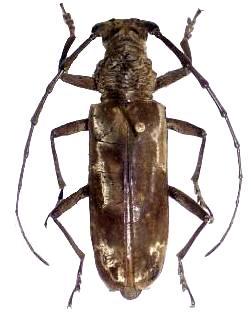 Afrodissus cameronicus