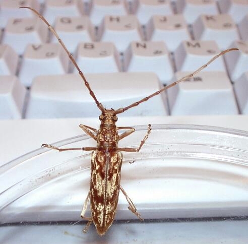 Pseudaeolesthes chrysothrix